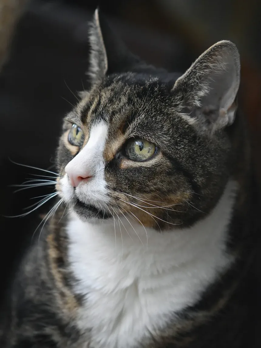 Como Tratar uma Mordida de Gato Através da Unha: Um Guia Completo