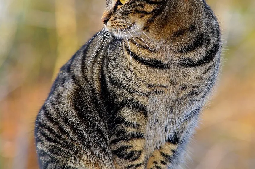 Como Tratar uma Mordida de Gato Através da Unha: Um Guia Completo