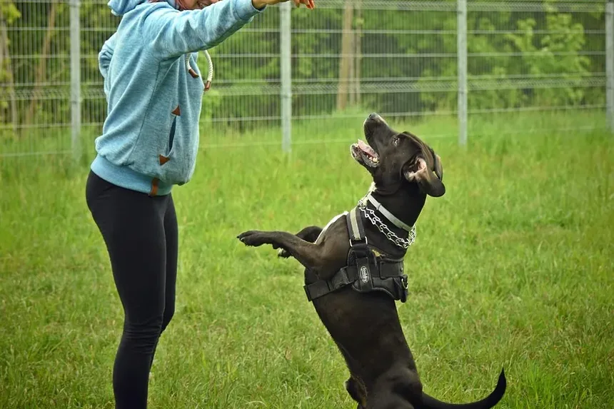Como Tratar Cães para Pulgas com Terra Diatomácea