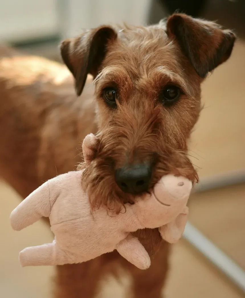 Como Tratar Pulgas nas Orelhas dos Cães: Um Guia Completo