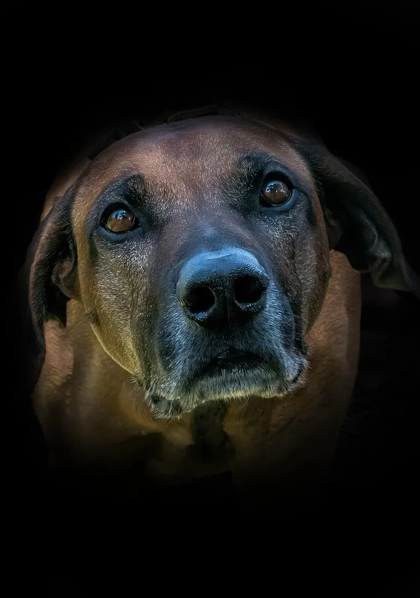 Como Tratar Pulgas nas Orelhas dos Cães: Um Guia Completo