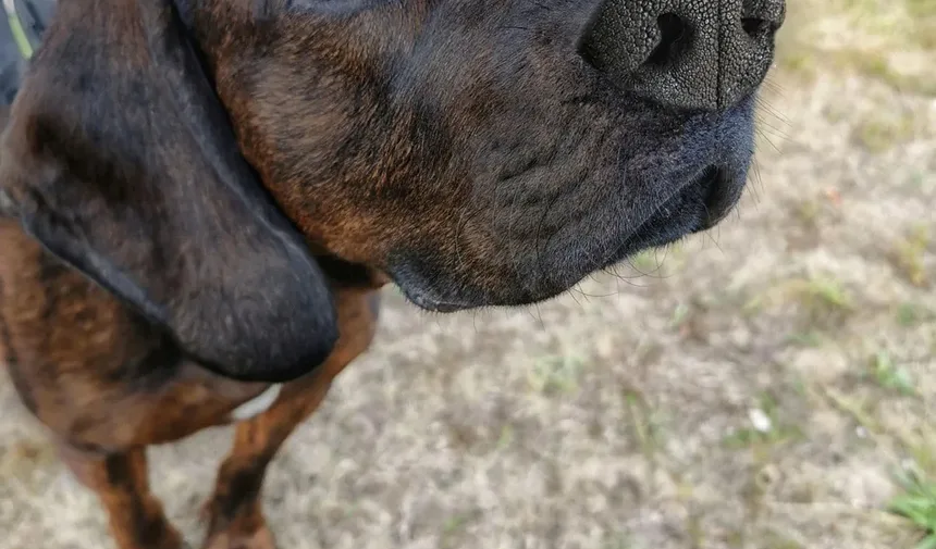 Como Tratar Pulgas nas Orelhas dos Cães: Um Guia Completo