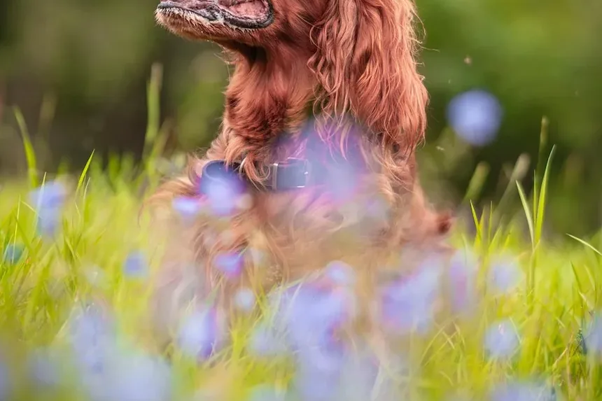 Como Tratar Pulgas nas Orelhas dos Cães: Um Guia Completo