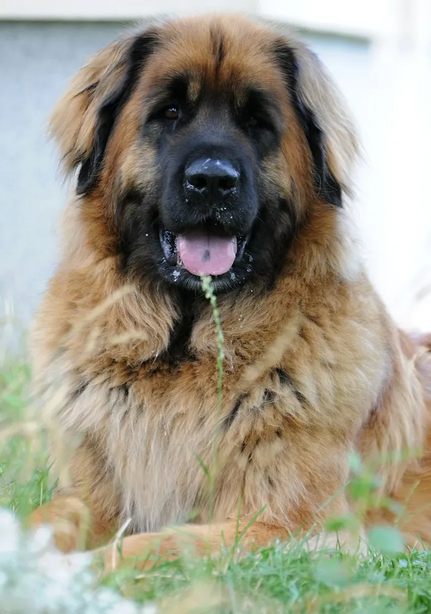 Como Cortar as Unhas de Golden Retrievers: Um Guia Completo