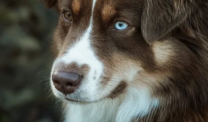 Como Cortar as Unhas de Golden Retrievers: Um Guia Completo