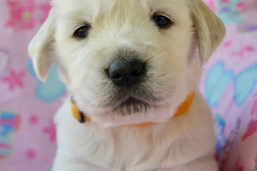 Sinais de que Meu Cão Está Envelhecendo: Reconhecendo os Sinais de Envelhecimento no Seu Companheiro Canino