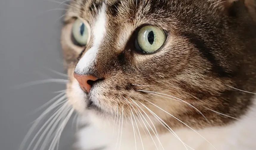 Sinais de Dor em Gatos Após Cirurgia Dentária