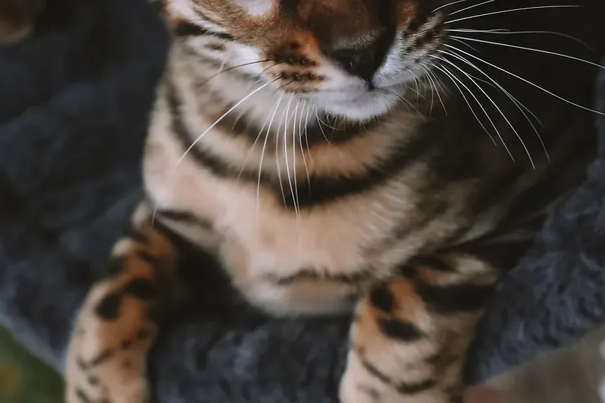 Sinais de Dor em Gatos Após Cirurgia Dentária
