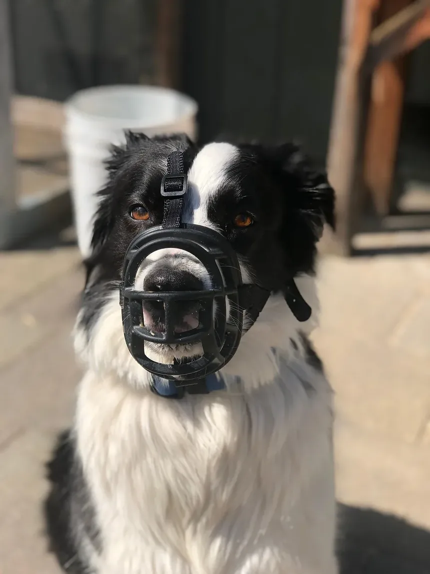 Sintomas de Cães que Comeram Hera Venenosa: O Que Observar