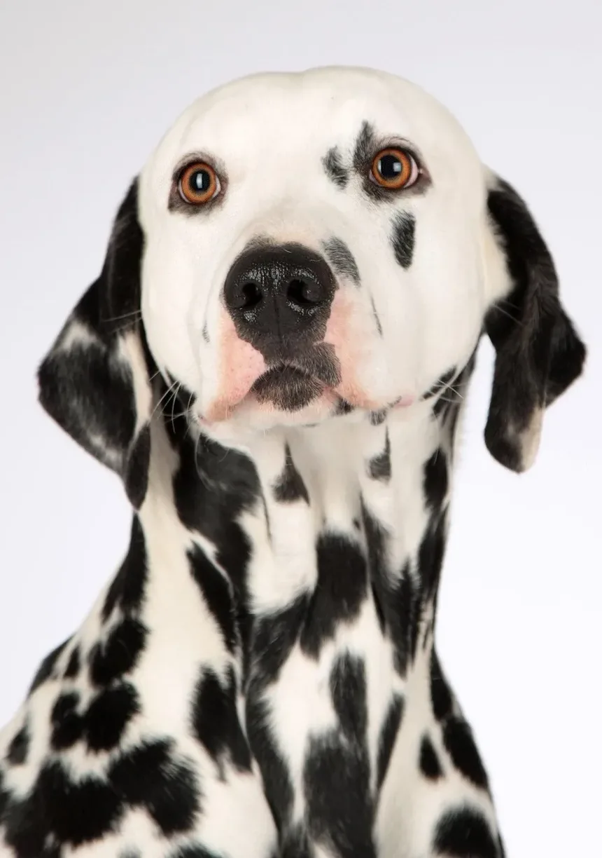 Sintomas de Cães que Comeram Hera Venenosa: O Que Observar