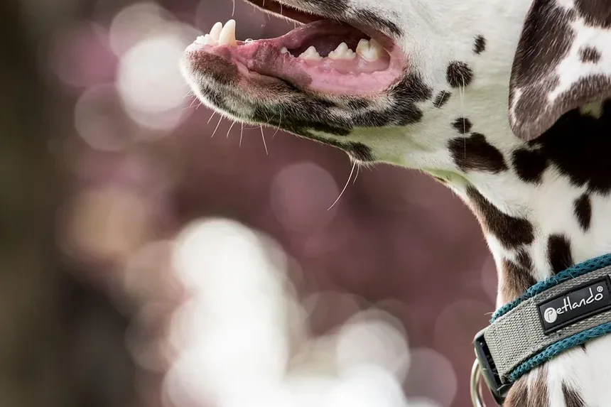 Sintomas de Cães que Comeram Hera Venenosa: O Que Observar