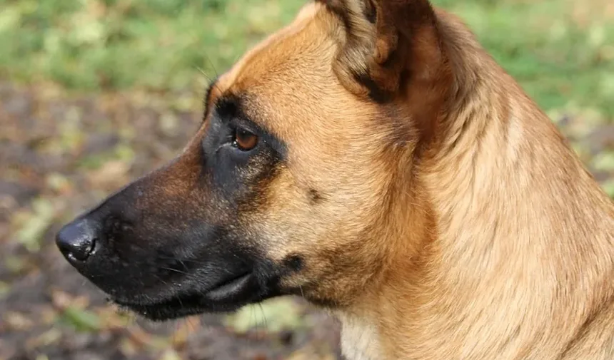 Sintomas da Febre do Carrapato em Cães na Índia
