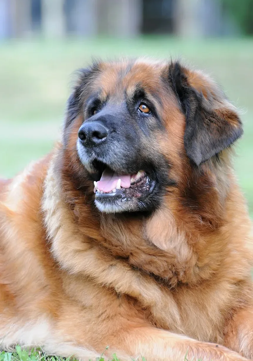 Carrapatos nas Orelhas dos Cães: Sintomas, Tratamento e Prevenção