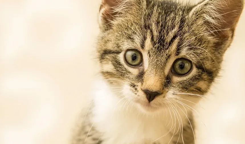 O Que Os Olhos do Meu Gato Estão Me Dizendo?