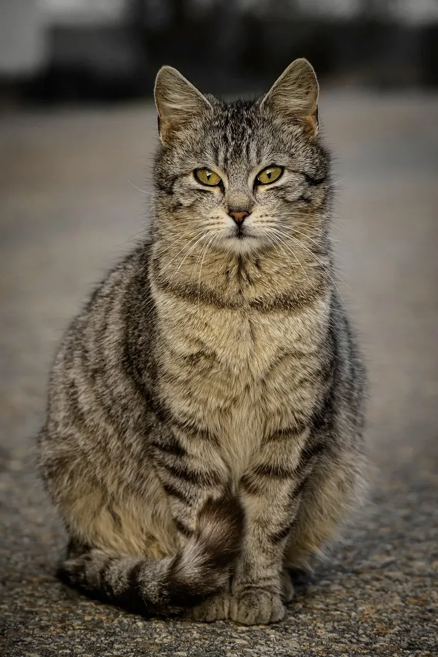 Qual é a Dieta Ideal para Gatos?