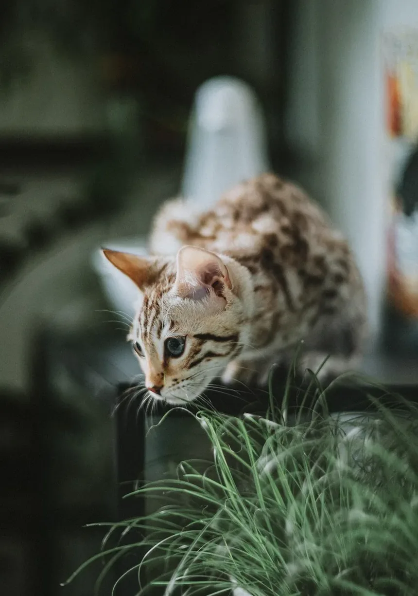 Qual é a Dieta Ideal para Gatos?