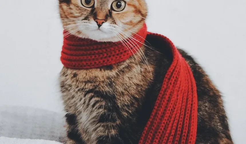 Qual é a Dieta Ideal para Gatos?