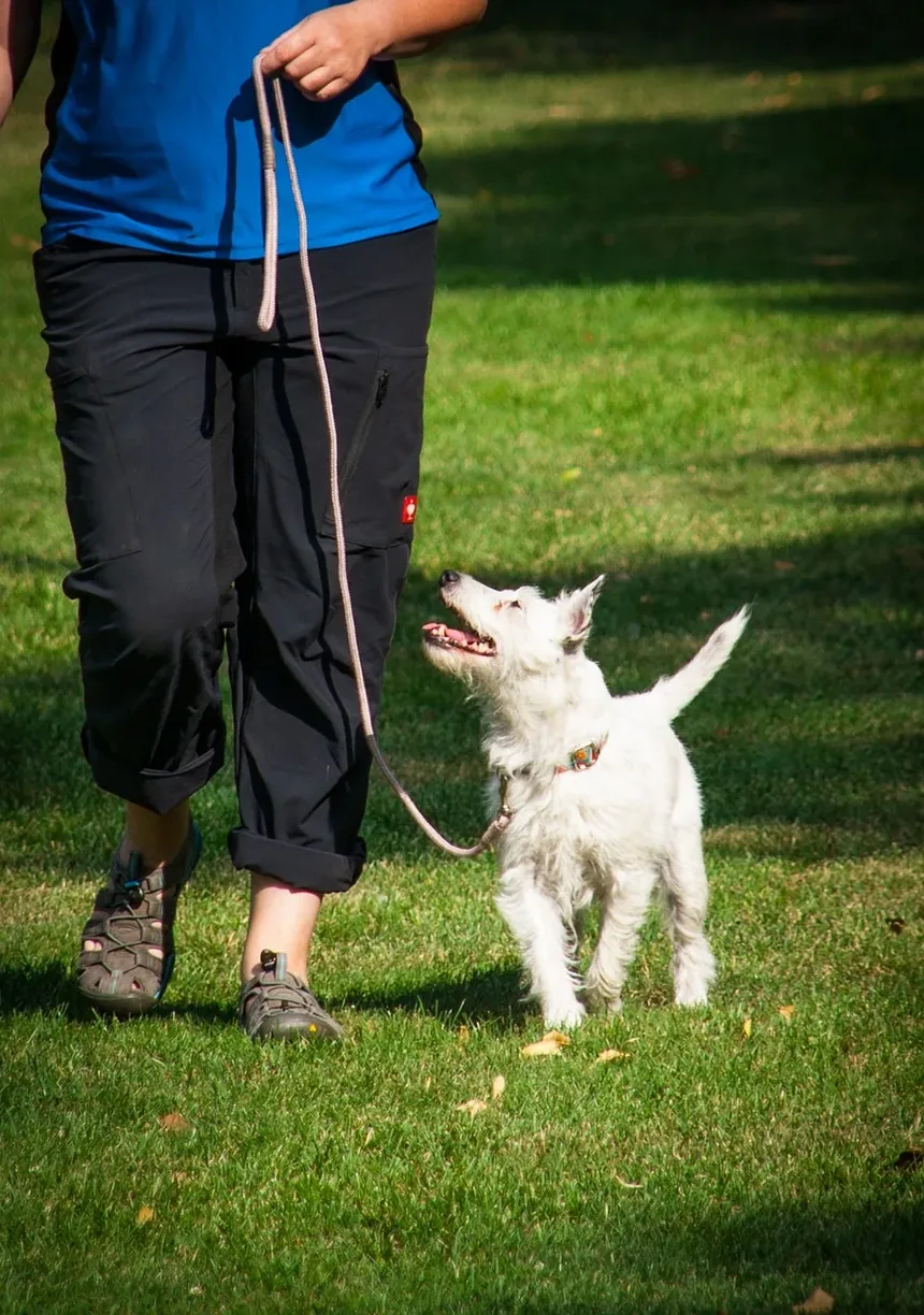O Que Fazer Se Seu Cão Estiver Com Baixo Nível de Açúcar no Sangue: Um Guia Completo