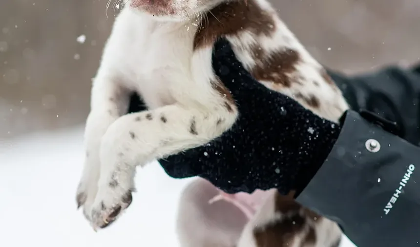 O Que Fazer Se Seu Cão Estiver Com Baixo Nível de Açúcar no Sangue: Um Guia Completo