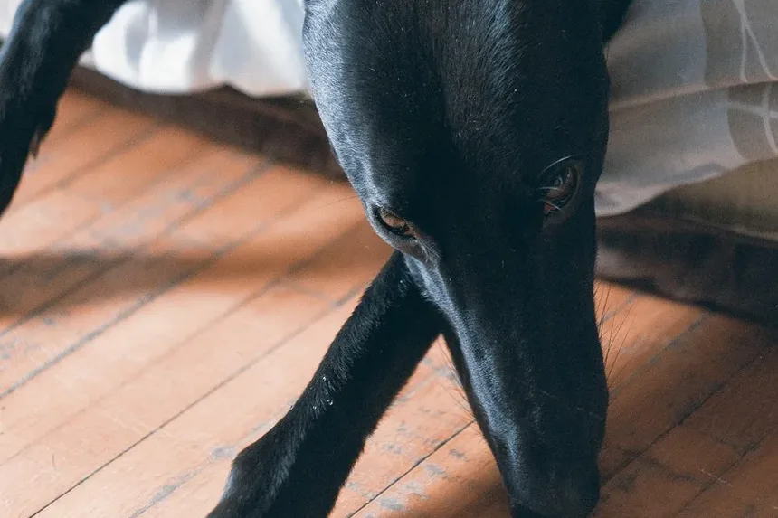 O Que Fazer Se Seu Cão Estiver Com Baixo Nível de Açúcar no Sangue: Um Guia Completo