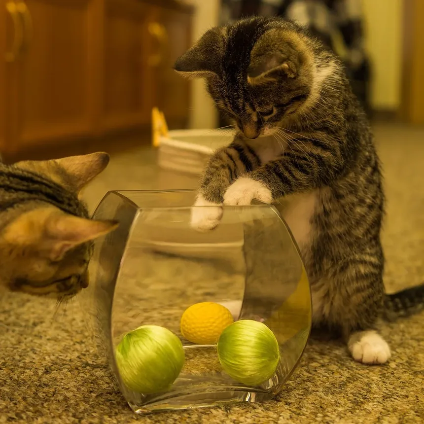 Por que meu gato continua ronronando para mim?
