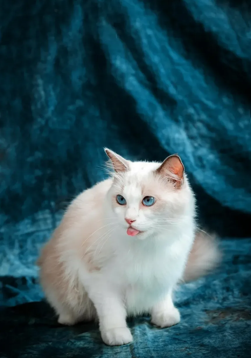 Por que meu gato continua ronronando para mim?