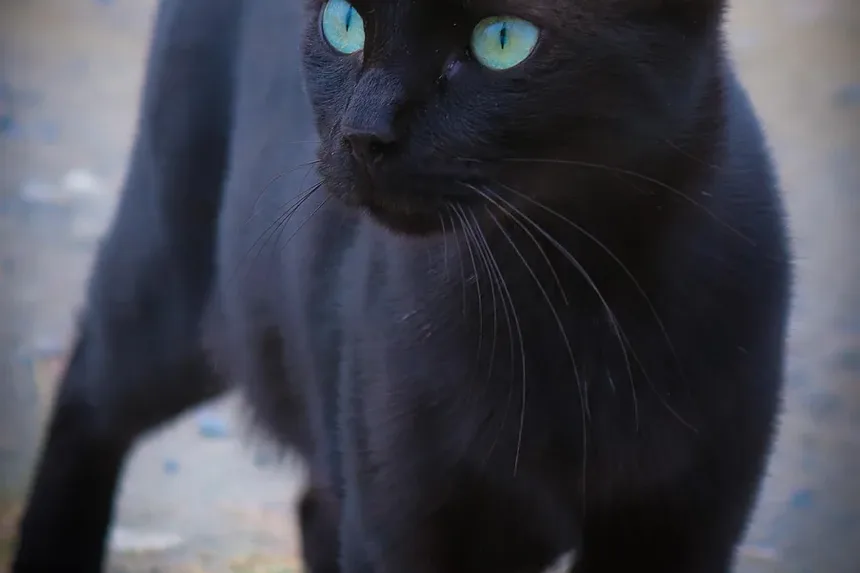 Por que meu gato continua ronronando para mim?