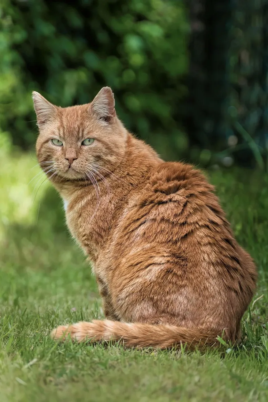 Por Que Meu Gato Não Está Comendo, Mas o Comportamento Está Normal?