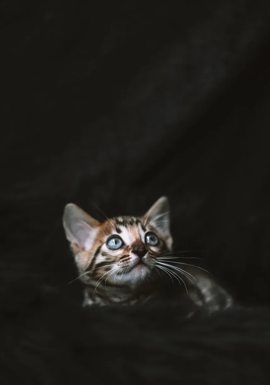 Por Que Meu Gato Não Está Comendo, Mas o Comportamento Está Normal?