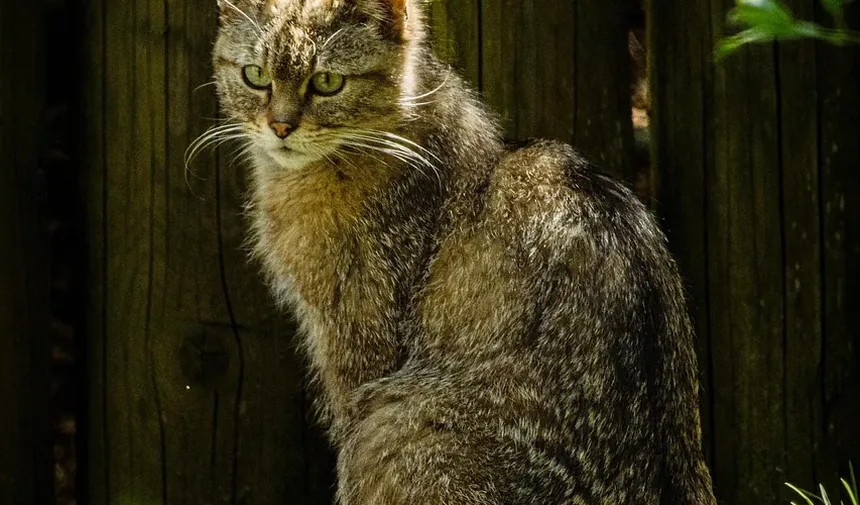 Por Que Meu Gato Não Está Comendo, Mas o Comportamento Está Normal?