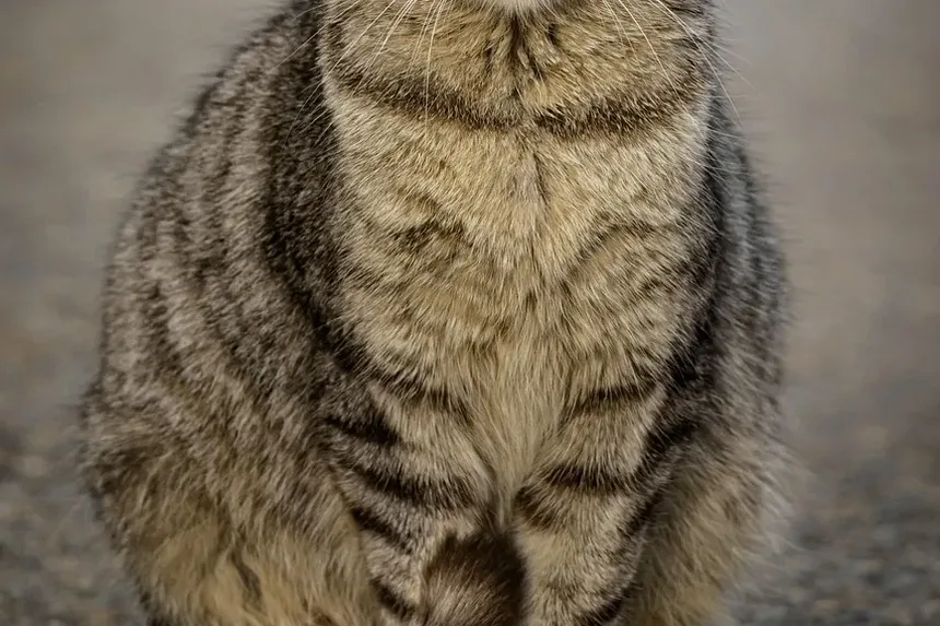 Por Que Meu Gato Não Está Comendo, Mas o Comportamento Está Normal?